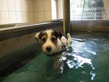 Hund_Unterwasserlaufband